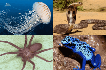 The most venomous animals in the world