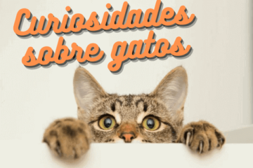 10 fun facts about cats