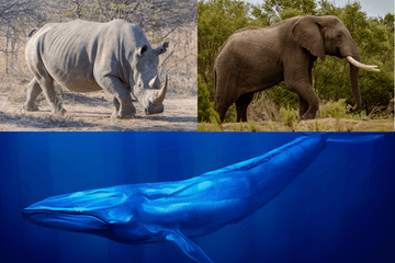 Biggest Animals in the World